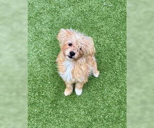 Mutt Dogs for adoption in Salinas, CA, USA