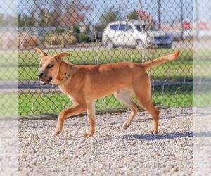Black Mouth Cur-Unknown Mix Dogs for adoption in Waco, TX, USA