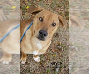 Basset Hound-Labrador Retriever Mix Dogs for adoption in Supply, NC, USA