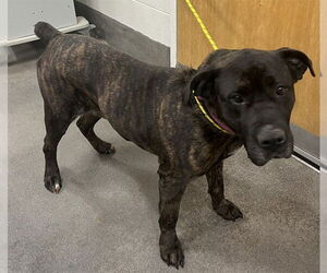 Mutt Dogs for adoption in Forestville, MD, USA