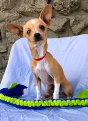 Chihuahua Dogs for adoption in Campbell, CA, USA