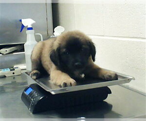Labrador Retriever Dogs for adoption in Fayetteville, NC, USA