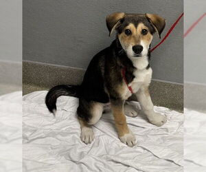 Beagle-Unknown Mix Dogs for adoption in Las Vegas, NV, USA
