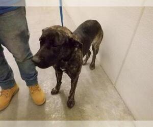 Bullmastiff-Unknown Mix Dogs for adoption in Oroville, CA, USA
