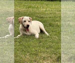 Mutt Dogs for adoption in Dallas, TX, USA