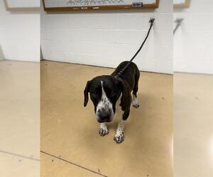 American Pit Bull Terrier-Unknown Mix Dogs for adoption in Minneapolis, MN, USA