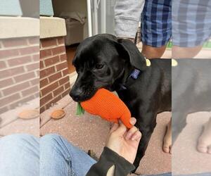 Labrador Retriever Dogs for adoption in Derwood, MD, USA
