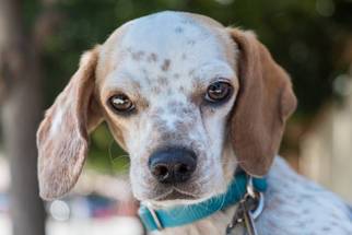 Medium Photo #1 Bocker Puppy For Sale in Campbell, CA, USA