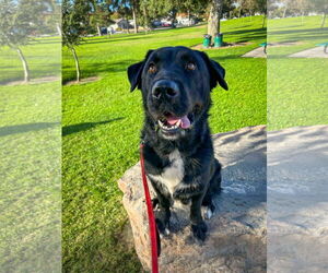 Labrador Retriever-Unknown Mix Dogs for adoption in San Diego, CA, USA