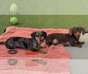 Medium Photo #2 Dachshund Puppy For Sale in oakland, FL, USA
