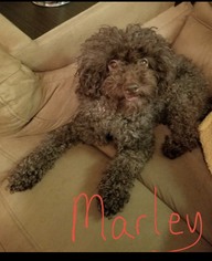 Medium Photo #1 Poodle (Toy) Puppy For Sale in Anchorage, AK, USA