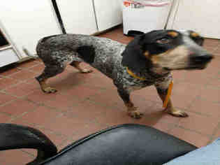 Bluetick Coonhound Dogs for adoption in Waynesville, NC, USA