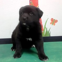 Medium Photo #1 Mutt Puppy For Sale in Show Low, AZ, USA