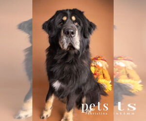 Tibetan Mastiff Dogs for adoption in Foristell, MO, USA