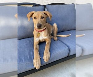 Golden Labrador Dogs for adoption in Los Angeles, CA, USA