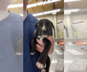 Black Mouth Cur-Unknown Mix Dogs for adoption in Waco, TX, USA