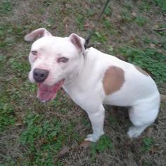 American Staffordshire Terrier Dogs for adoption in Rayville, LA, USA