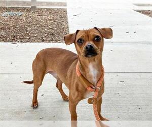 Chihuahua Dogs for adoption in Orange, CA, USA