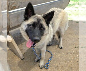 German Shepherd Dog-Unknown Mix Dogs for adoption in Long Beach, CA, USA