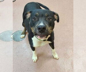 American Pit Bull Terrier-Unknown Mix Dogs for adoption in Ogden, UT, USA