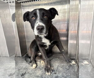 Border Collie Dogs for adoption in Woodland, CA, USA