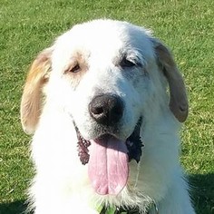 Great Pyrenees-Unknown Mix Dogs for adoption in Spring, TX, USA