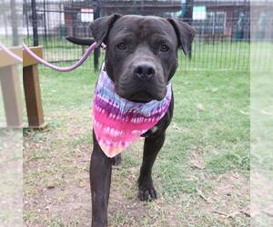 American Staffordshire Terrier-Unknown Mix Dogs for adoption in San Antonio, TX, USA