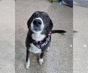 Labrador Retriever-Unknown Mix Dogs for adoption in Martinsburg, WV, USA