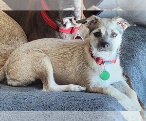 Medium Photo #2 Border Terrier-Dachshund Mix Puppy For Sale in Phoenix, AZ, USA
