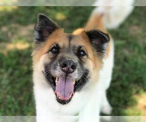 Akita Dogs for adoption in Franklin, TN, USA