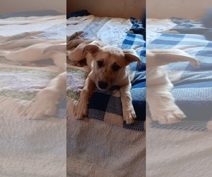 Mutt Dogs for adoption in Fenton, MO, USA