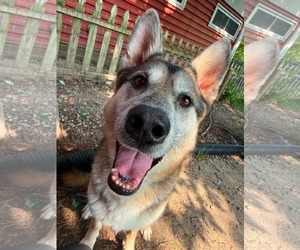 Siberian Husky-Unknown Mix Dogs for adoption in Germantown, OH, USA