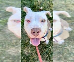 American Staffordshire Terrier-Unknown Mix Dogs for adoption in Sacramento, CA, USA