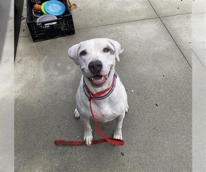 American Bulldog Dogs for adoption in San Martin, CA, USA