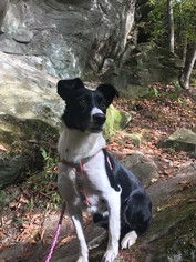 Medium Photo #1 Border Collie Puppy For Sale in Clearfield, KY, USA