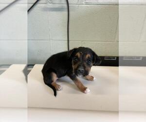 Rat Terrier-Unknown Mix Dogs for adoption in Corpus Christi, TX, USA