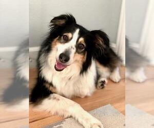 Australian Shepherd Dogs for adoption in Fort Collins, CO, USA