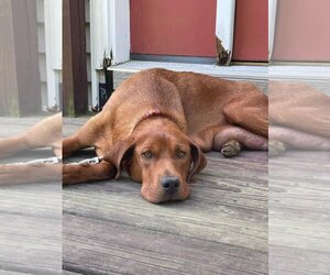 Redbone Coonhound Dogs for adoption in Pawtucket, RI, USA