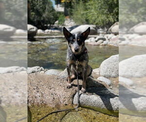 Mutt Dogs for adoption in Salt Lake City, UT, USA