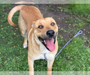 Labrador Retriever Dogs for adoption in Tulsa, OK, USA