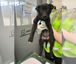 Huskies -Unknown Mix Dogs for adoption in Calgary, Alberta, Canada