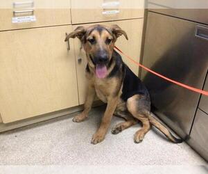 German Shepherd Dog-Unknown Mix Dogs for adoption in Riverside, CA, USA