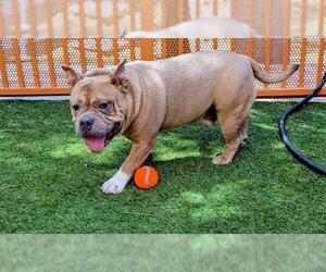 Bulldog-Unknown Mix Dogs for adoption in Las Vegas, NV, USA