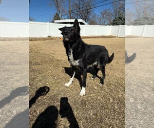 Border Collie Dogs for adoption in Aurora, CO, USA