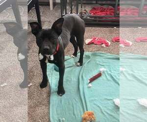 American Pit Bull Terrier-Unknown Mix Dogs for adoption in Uwchlan, PA, USA