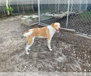Mutt Dogs for adoption in Pawtucket, RI, USA