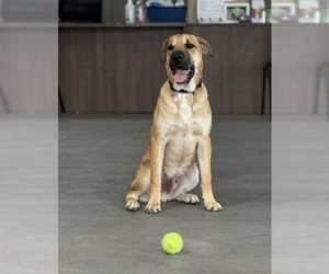 Labrador Retriever-Unknown Mix Dogs for adoption in Genesee, WI, USA