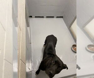 Mutt Dogs for adoption in Augusta, GA, USA