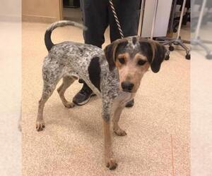 Mutt Dogs for adoption in Carson City, NV, USA