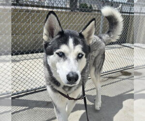 Siberian Husky-Unknown Mix Dogs for adoption in Denver, CO, USA